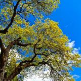 Black Oak & Half Dome