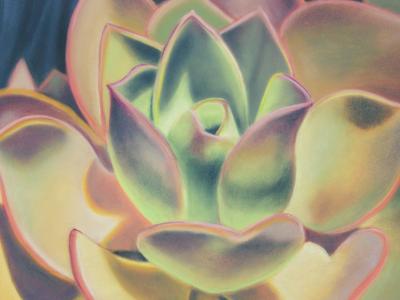 "Florescent Echeveria"