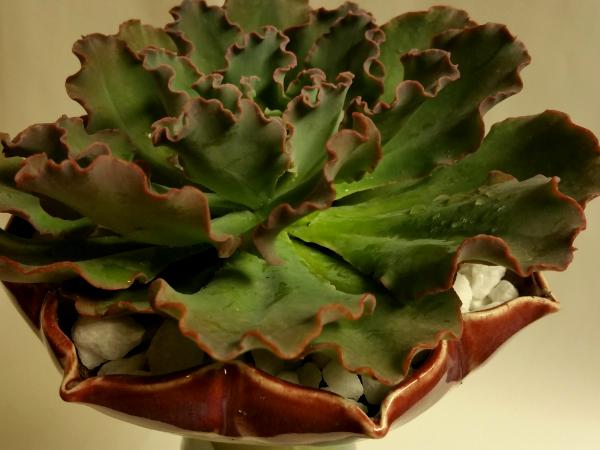 Flower shaped vase with succulent