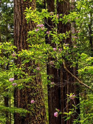 Redwood Trunks and Rhododendrons Blooms Redwood Trunks and Rhododendrons Blooms