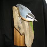 Red Breasted Nuthatch - sold