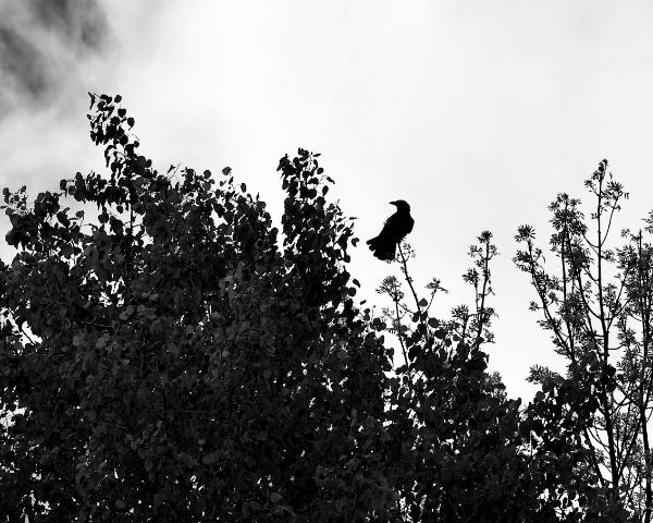 untitled (yongnuo f/1.8 85mm)