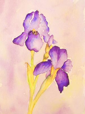 Purple Iris Purple Iris