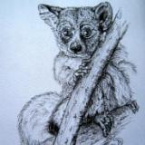 Bushbaby