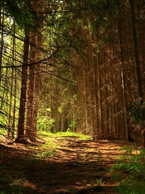 Sunlight Through Fir Trees Sunlight Through Fir Trees