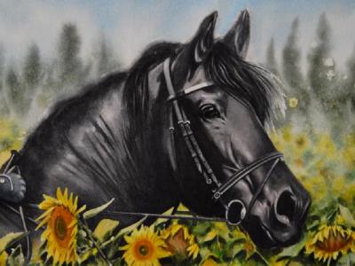 The beauty of the Friesian Horse, 38cm X 56cm, 2020