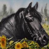 The beauty of the Friesian Horse, 38cm X 56cm, 2020