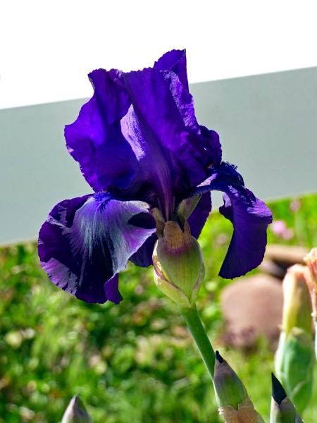 Purple Iris