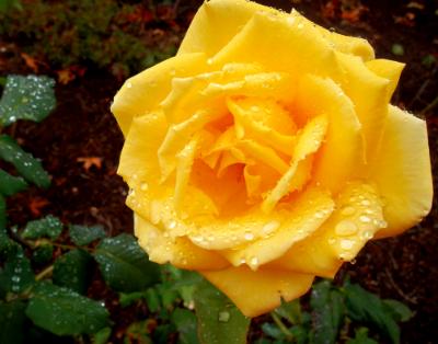 Linda's Rose Linda's Rose
