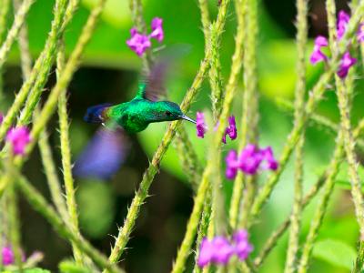 Hovering Steely-Vented Hummingbird Hovering Steely-Vented Hummingbird