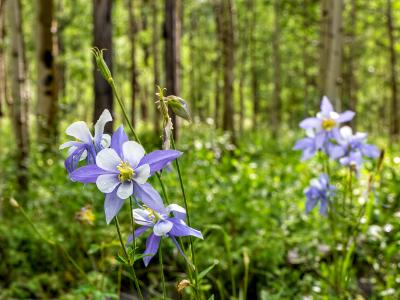 Colorado Columbines and Aspen Forest Colorado Columbines and Aspen Forest