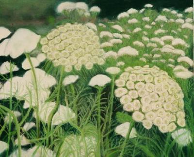 Queen Anne's Lace  17 1/2x20 