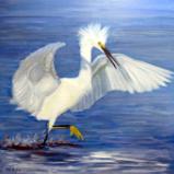 Snowy Egret in Water