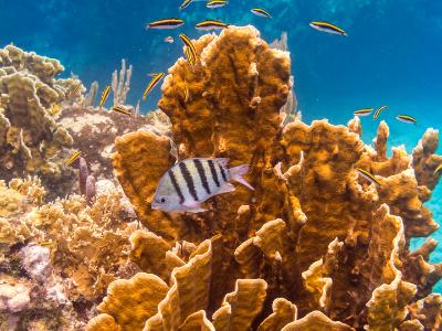 Sargeant Major and Blade Fire Coral Sargeant Major and Blade Fire Coral