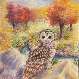 Spotted Owl in Autumn