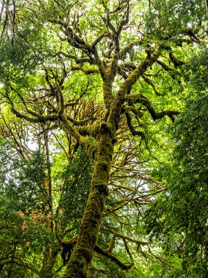Mossy Maple Canopy Mossy Maple Canopy