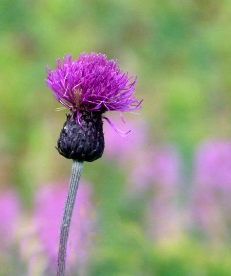 Nature: Violetta