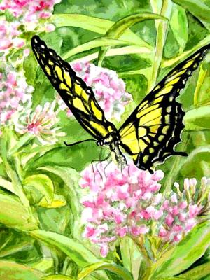 A Butterflies World A Butterflies World