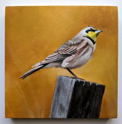 Horned Lark Horned Lark