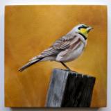 Horned Lark