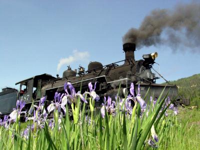 Steam and the Wild Iris   C 301