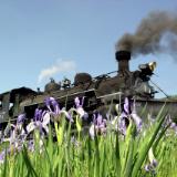 Steam and the Wild Iris   C 301