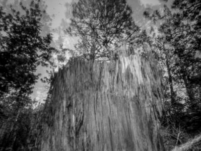 Stump/Tree DBL Exp. Stump/Tree DBL Exp.