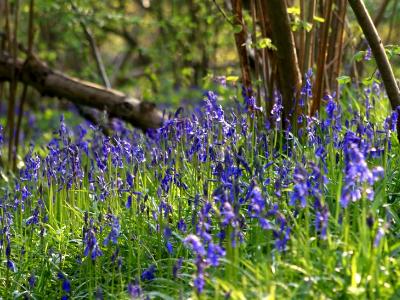 Bluebell woods Bluebell woods