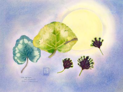 Little Leaf Moon Little Leaf Moon