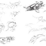 Galapagos sketches 1