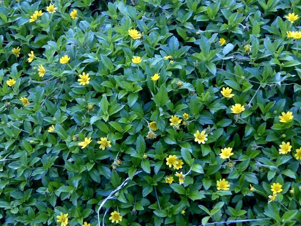 yellow flowers