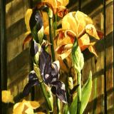 Sunlit Iris