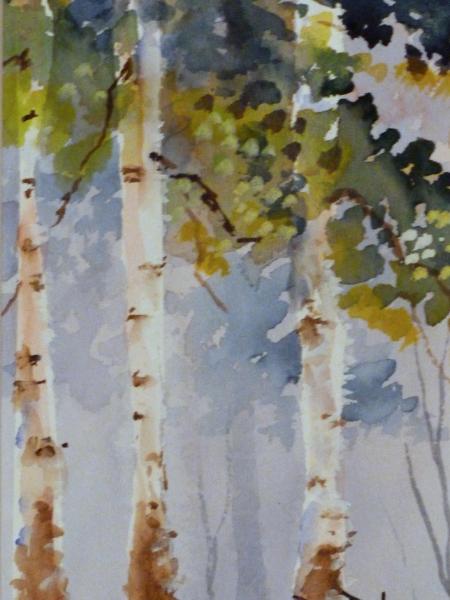 Birch Trees