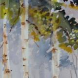 Birch Trees