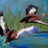 Black-bellied Whistling Ducks