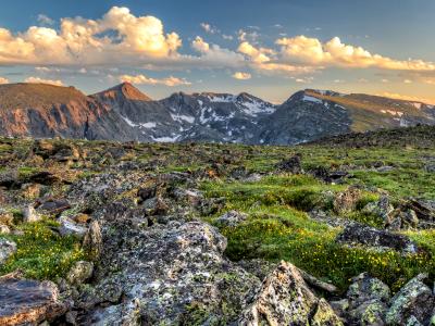 Trail Ridge Tundra Wildflowers Trail Ridge Tundra Wildflowers