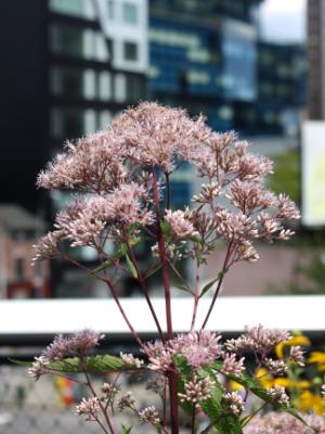 At the High Line #2 At the High Line #2