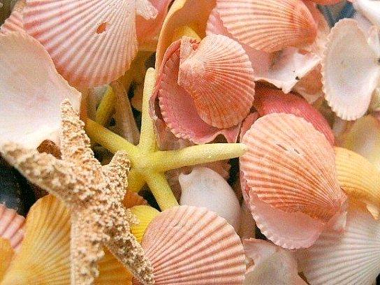 Seashells