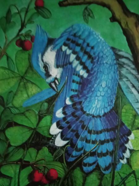 Preening Jay