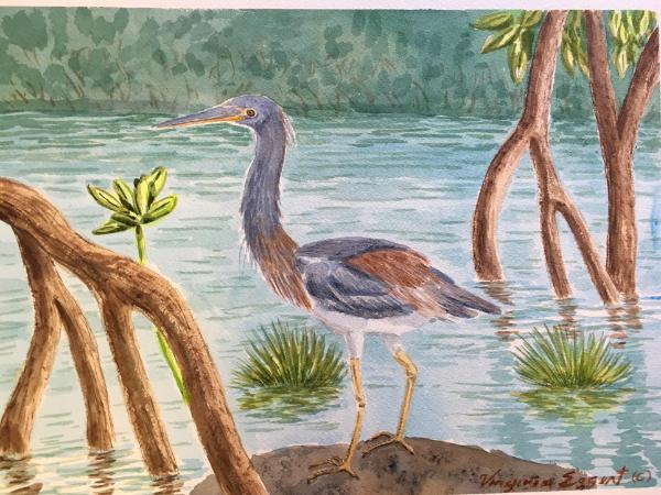 TriColored Heron